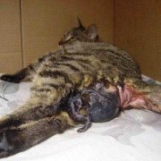 猫临近临盆为什么肚子那么硬,猫咪胎儿发育图片
