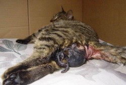 猫临近临盆为什么肚子那么硬,猫咪胎儿发育图片