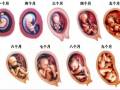 怀孕几周有胎心，有了胎心就表示胎儿发育很好了吗,怀孕一到十月的胎儿成长图