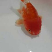 胎儿头围变小（金鱼头朝下是怎么回事）