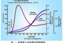 孕期体内激素（孕期体内激素）