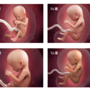 孕妇十一周胎儿有多大?怎么测,怀孕十一周胎儿有多大应该是男宝宝