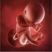 怀孕38周胎儿有多大（怀孕38周胎儿有多大视频）