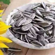 孕妇吃瓜子对胎儿好吗（孕妇吃瓜子对胎儿好吗有影响吗）