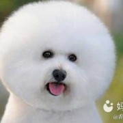 备孕期间梦见狗（备孕期间梦见狗是胎梦吗）