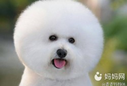 备孕期间梦见狗（备孕期间梦见狗是胎梦吗）