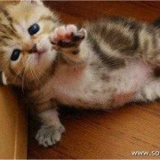 孕期做梦梦见猫（孕期做梦梦见猫啥意思?）