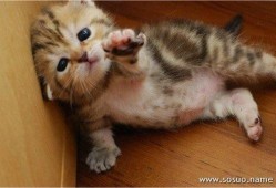 孕期做梦梦见猫（孕期做梦梦见猫啥意思?）