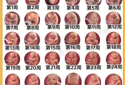 胎儿小怎么补（胎儿小怎么补）