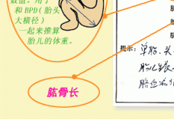 胎儿肱骨是哪个部位（请问胎儿B超中HC,AC,HL是什么意思）