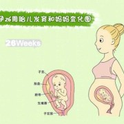 怀孕二十六周胎儿多大（怀孕二十六周胎儿多大,有多长?）