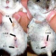 仓鼠生宝宝后老踢宝宝怎么办,胎儿总踢膀胱