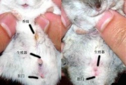 仓鼠生宝宝后老踢宝宝怎么办,胎儿总踢膀胱