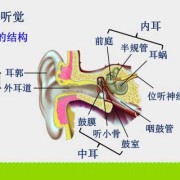 孕妇耳朵疼对胎儿影响（孕妇耳朵疼对胎儿影响大吗）