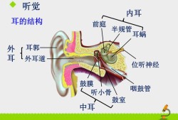 孕妇耳朵疼对胎儿影响（孕妇耳朵疼对胎儿影响大吗）