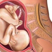 怀孕8周孩子有多大,2个月胎儿大小图