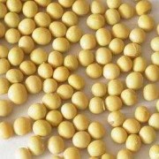 孕期可以吃黄豆吗（高血压糖尿病可以吃黄豆吗）