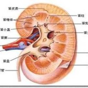 胎儿肾盂分离的原因（胎儿左肾集合系统分离是什么意思）