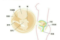怀孕15周胎儿有多大，怀孕15周的注意事项,怀孕十五周真实胎儿图片
