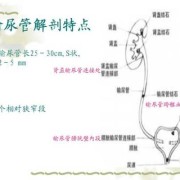 胎儿输尿管狭窄（输尿管狭窄手术费用是多少）