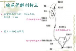 胎儿输尿管狭窄（输尿管狭窄手术费用是多少）