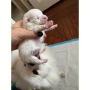 狗狗的胎儿（如何判断狗生完宝宝没有）