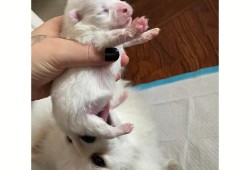 狗狗的胎儿（如何判断狗生完宝宝没有）