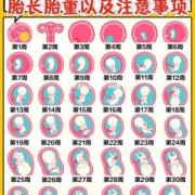 胎儿多少周长的最快,胎儿什么时候长得最快孕妇什么时候最容易贫血