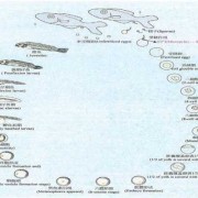 论述鱼类胚胎发育过程,怀孕每个阶段胎儿变化图