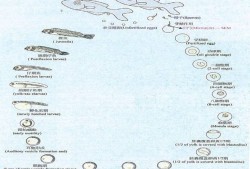 论述鱼类胚胎发育过程,怀孕每个阶段胎儿变化图
