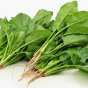 孕期可以吃菠菜吗（孕期可以吃菠菜吗?）