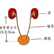 胎儿输尿管扩张标准值（胎儿输尿管扩张标准值是多少）