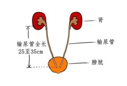 胎儿输尿管扩张标准值（胎儿输尿管扩张标准值是多少）