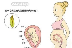 胎儿每个月长哪个部位（胎儿每个月长什么器官）