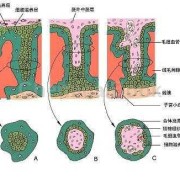 蚋虫绒毛怎么获取,胎儿绒毛提取流程