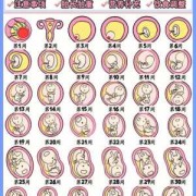 孕期各周变化（孕期周变化表）