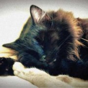 孕期梦到猫（孕期梦到猫是男孩还是女孩）