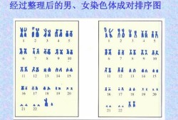 胎儿染色体怎么看男女（性别染色体是什么意思）