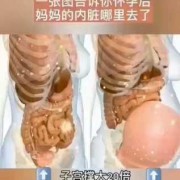 孕妇能吃内脏吗?孕妇吃内脏对胎儿会有什么样的影响,孕期内脏器官位置的变化图