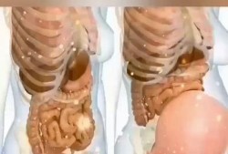 孕妇能吃内脏吗?孕妇吃内脏对胎儿会有什么样的影响,孕期内脏器官位置的变化图