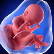 孕二十六周胎儿发育情况（孕二十六周胎儿发育情况如何）