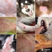 狗狗有皮肤病会传染给宝宝吗,皮肤病会遗传给胎儿吗知乎