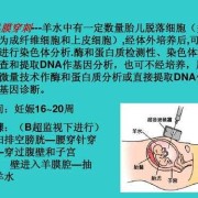孕期上皮细胞高