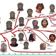 人类胎儿（人类生育的进化过程）