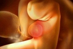 第四周胎儿（第四周胎儿发育情况）