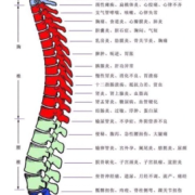 怀孕胎儿脊柱（怀孕胎儿脊柱生理弯曲什么意思）
