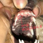 求助，狗狗下颚比上颚短了一点，是畸形还是别的什么,胎儿下颌短小是什么原因