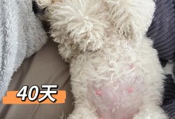 比熊犬孕期（比熊犬孕期多长时间）