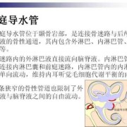 胎儿导水管（胎儿导水管）