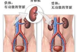 胎儿双肾集合部分离（怀孕七个月胎儿双肾集合系统分离是什么原因）